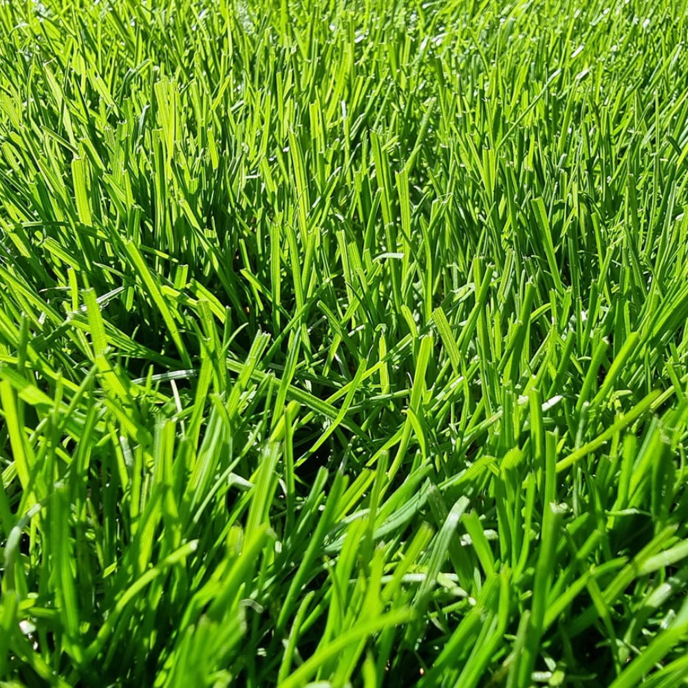 Gazon Sport Sud TEAM GREEN 25 kg - 1250 m² - 2