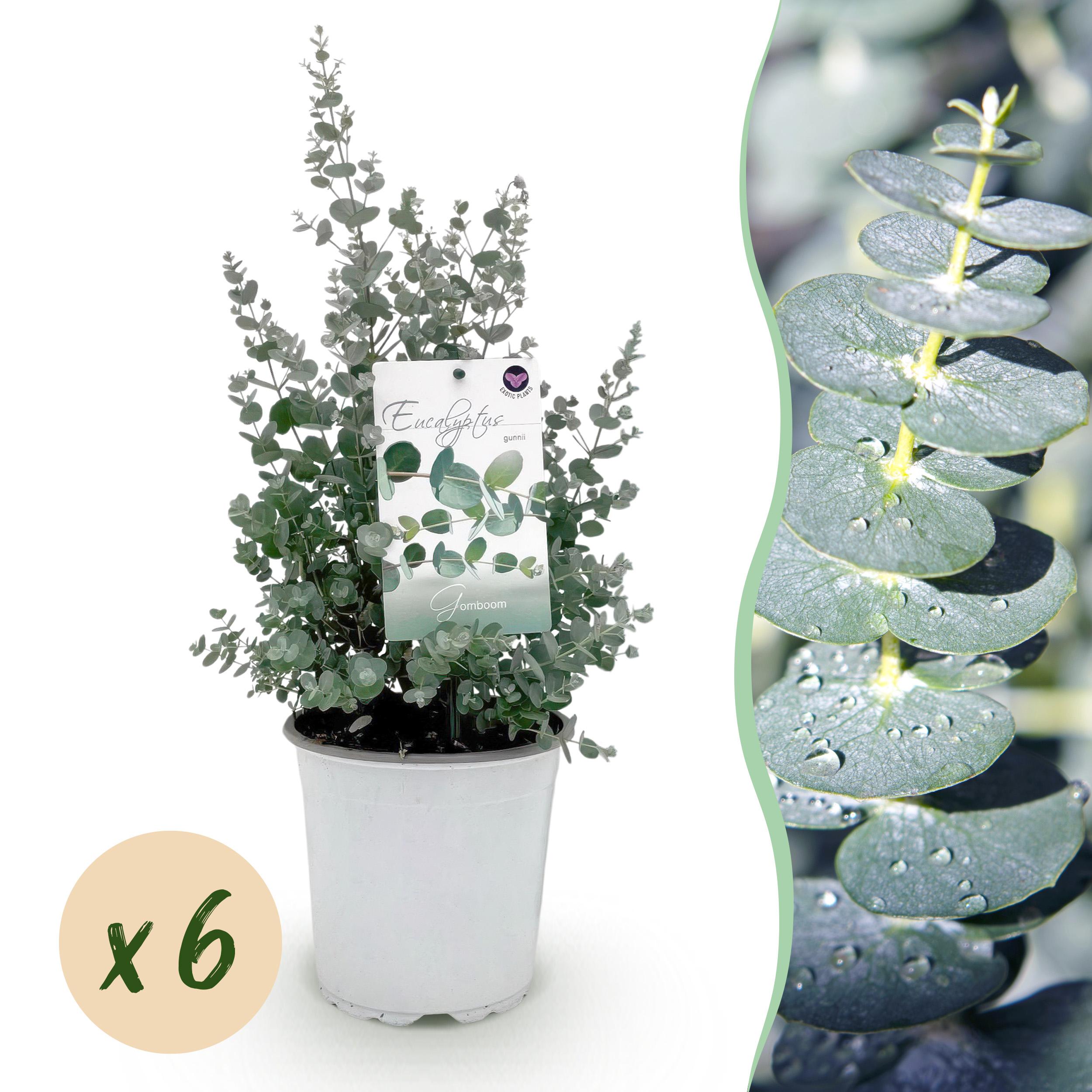 Eucalyptus gunnii do tarasu – 6 roślin – Zimozielony – Liście szaro-niebieskie – Doniczka 17 cm – 40 cm