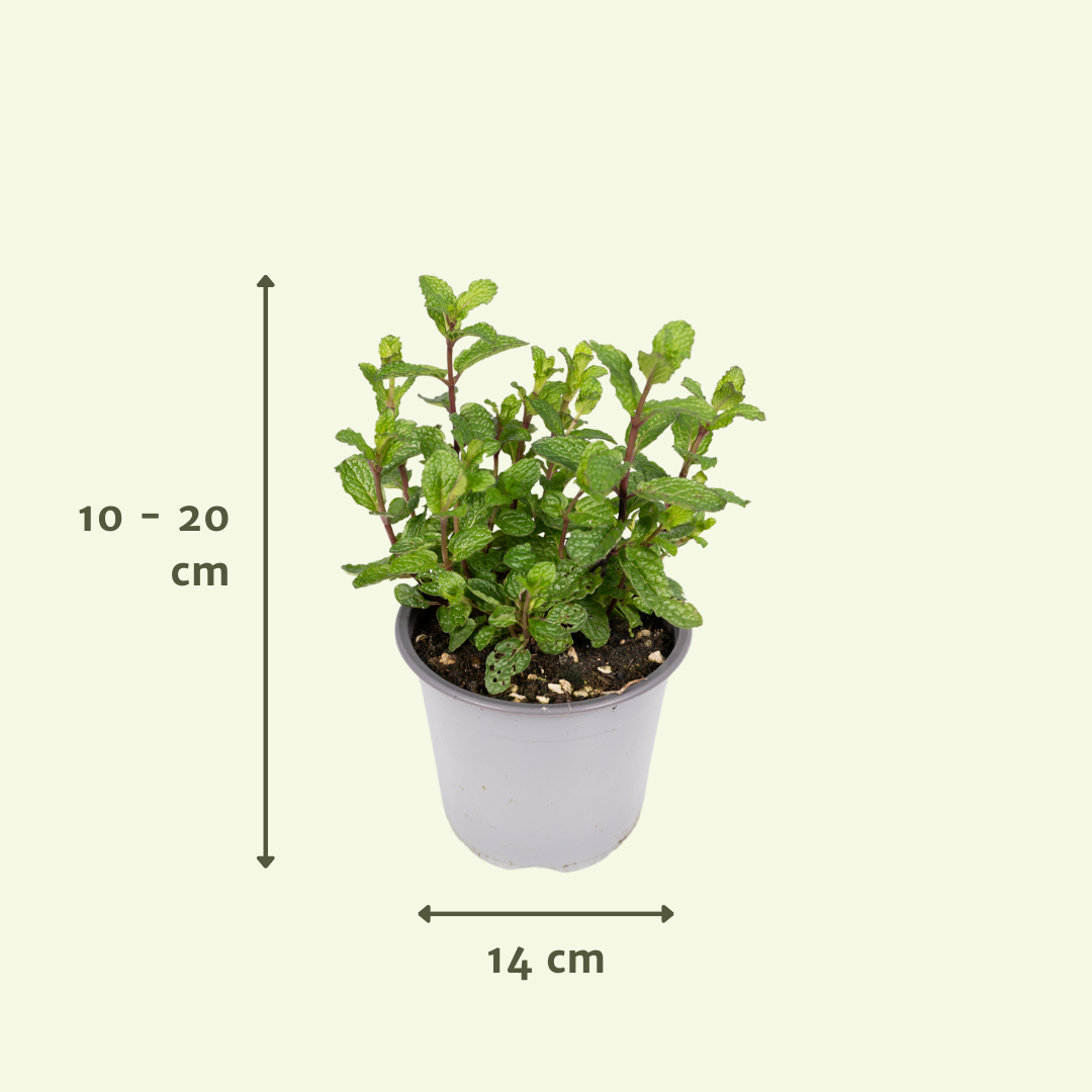 Mix Herbes Aromatiques - PROMO - 4 pièces - Ø14cm - H18cm– ComfortXL Green - 4