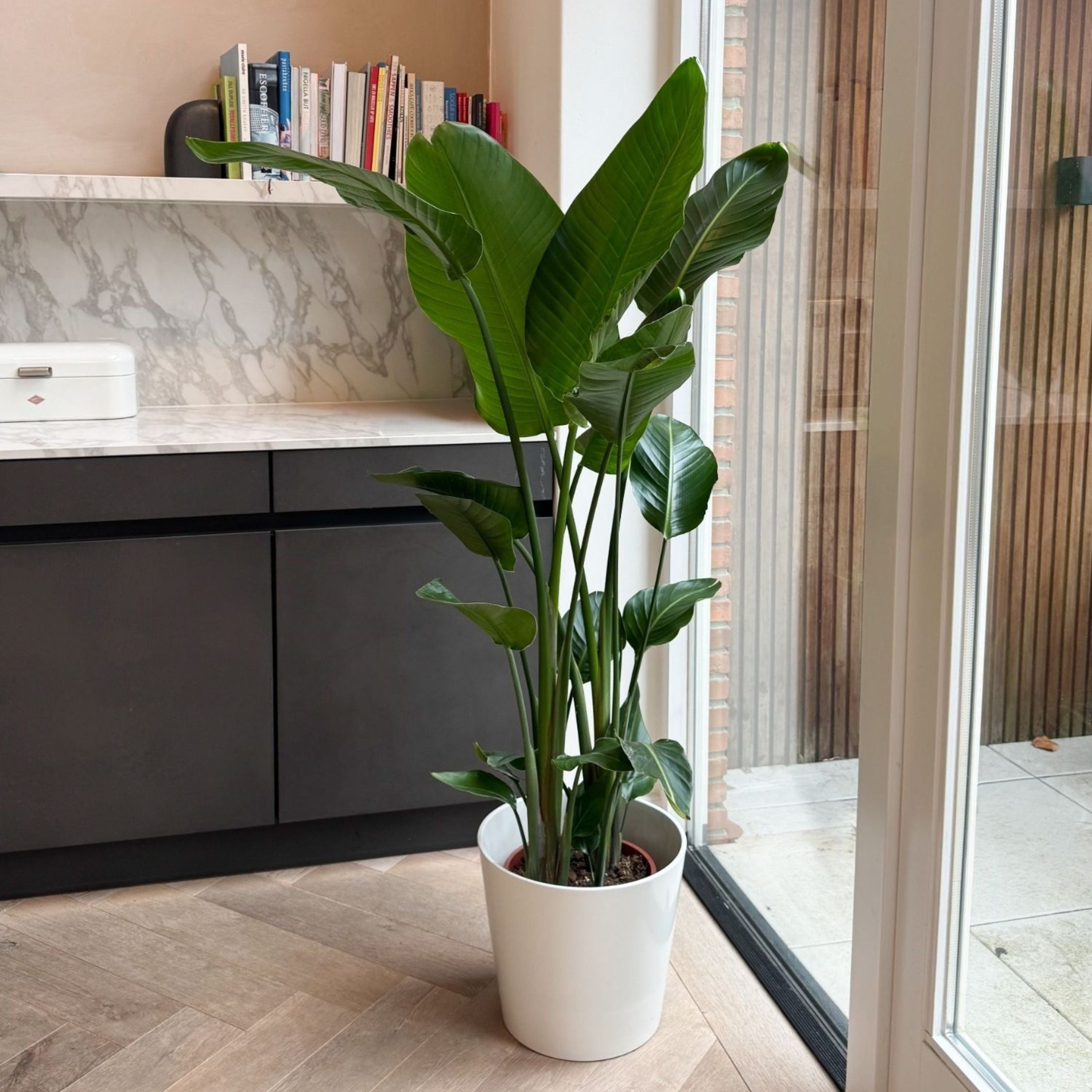 Oiseau de paradis - Strelitzia nicolai - Hauteur 150-170cm - ⌀28cm - 6