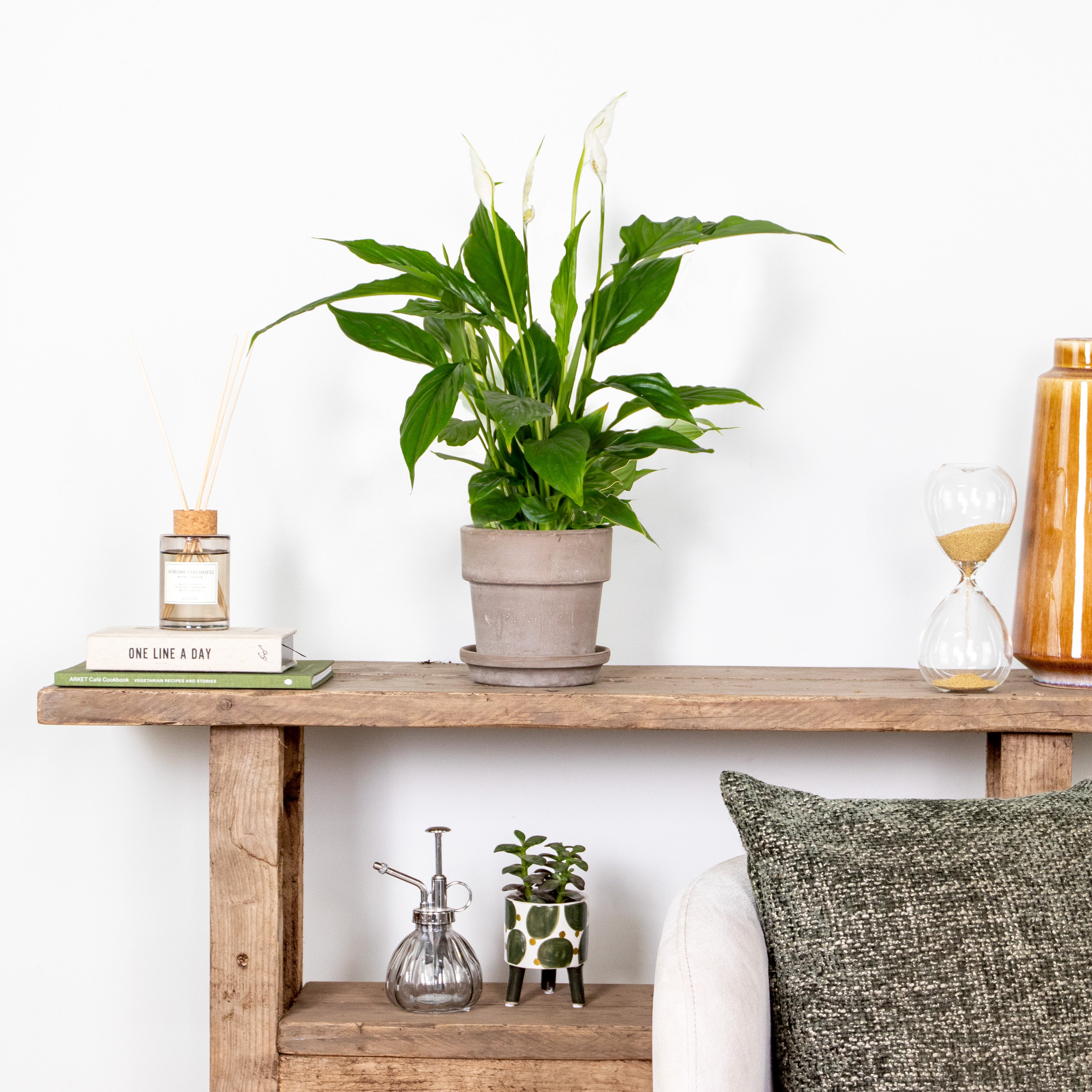 Spathiphyllum - Lys de la paix - Plantes d’intérieur - Dépolluante - Hauteur 30-40 cm - Pot 12 cm - 2