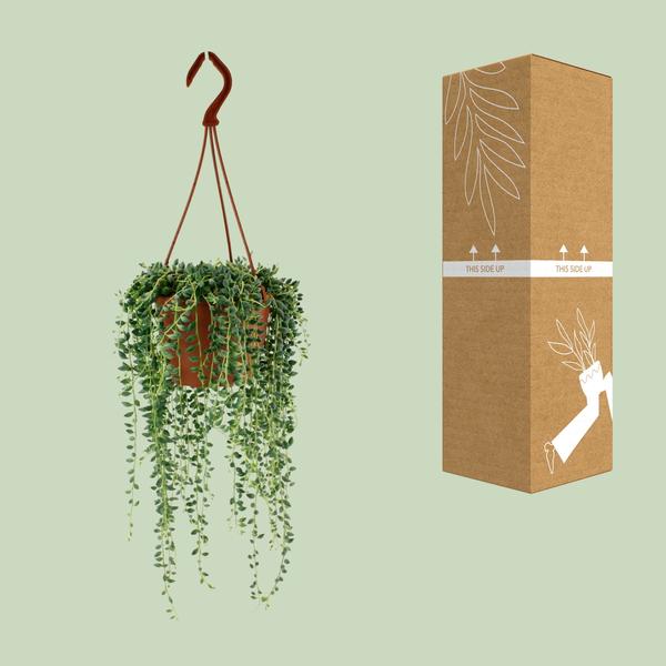 Pianta succulenta Senecio Herreianus vaso Ø12cm altezza 20cm – Pianta pendente decorativa da interno facile da curare - 6
