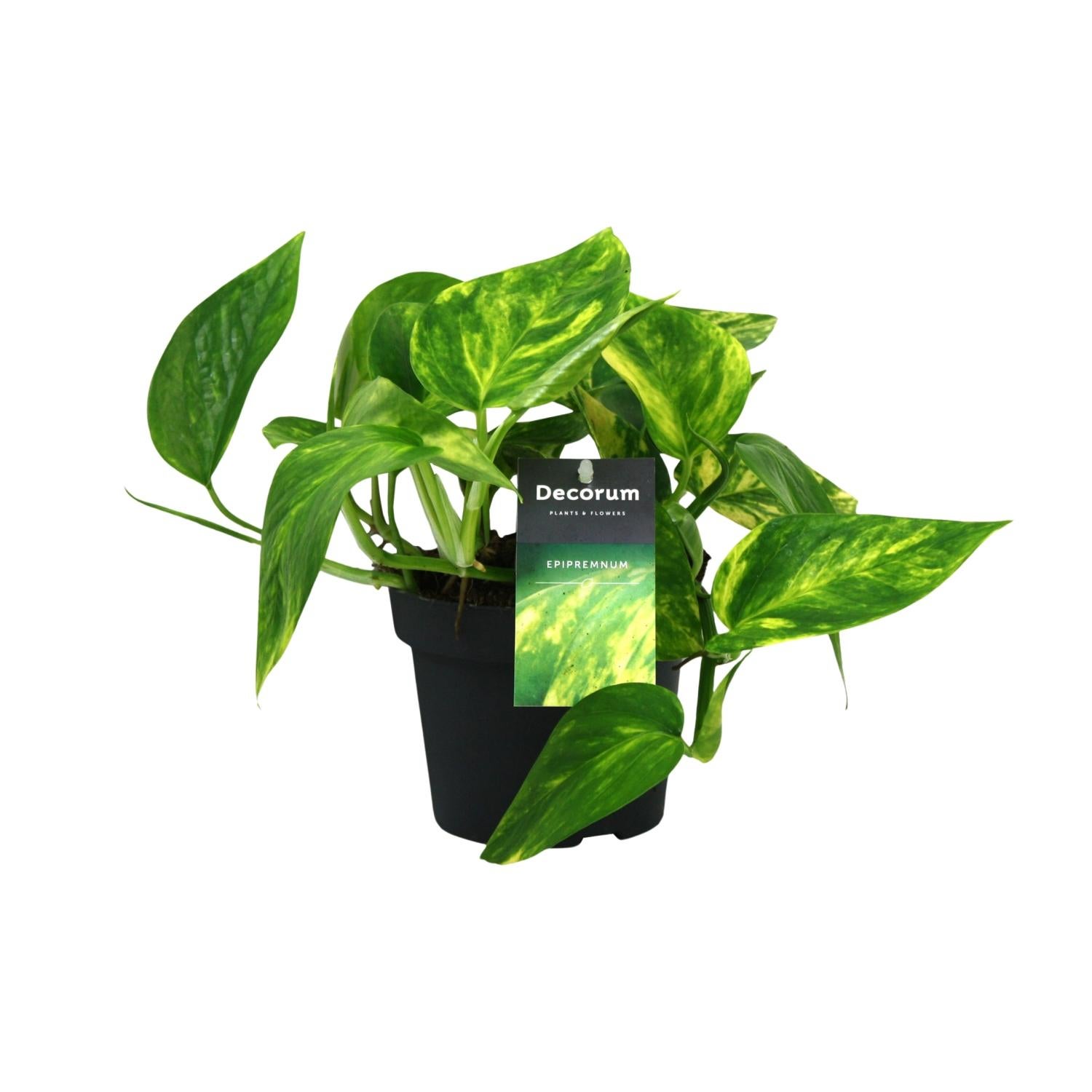 Scindapsus Pinnatum HiColor – Roślina doniczkowa Ø12cm Wysokość 20cm Liście błyszczące