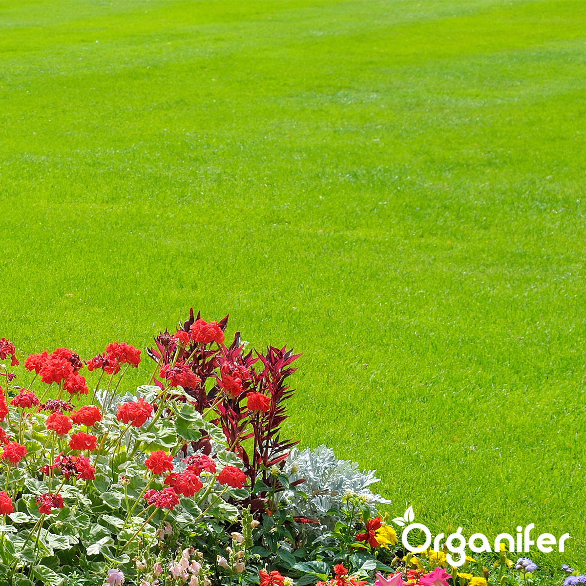 Mélange De Scarification - Rénovation De Gazon - 10Kg Pour 300M2 - Organifer - 5