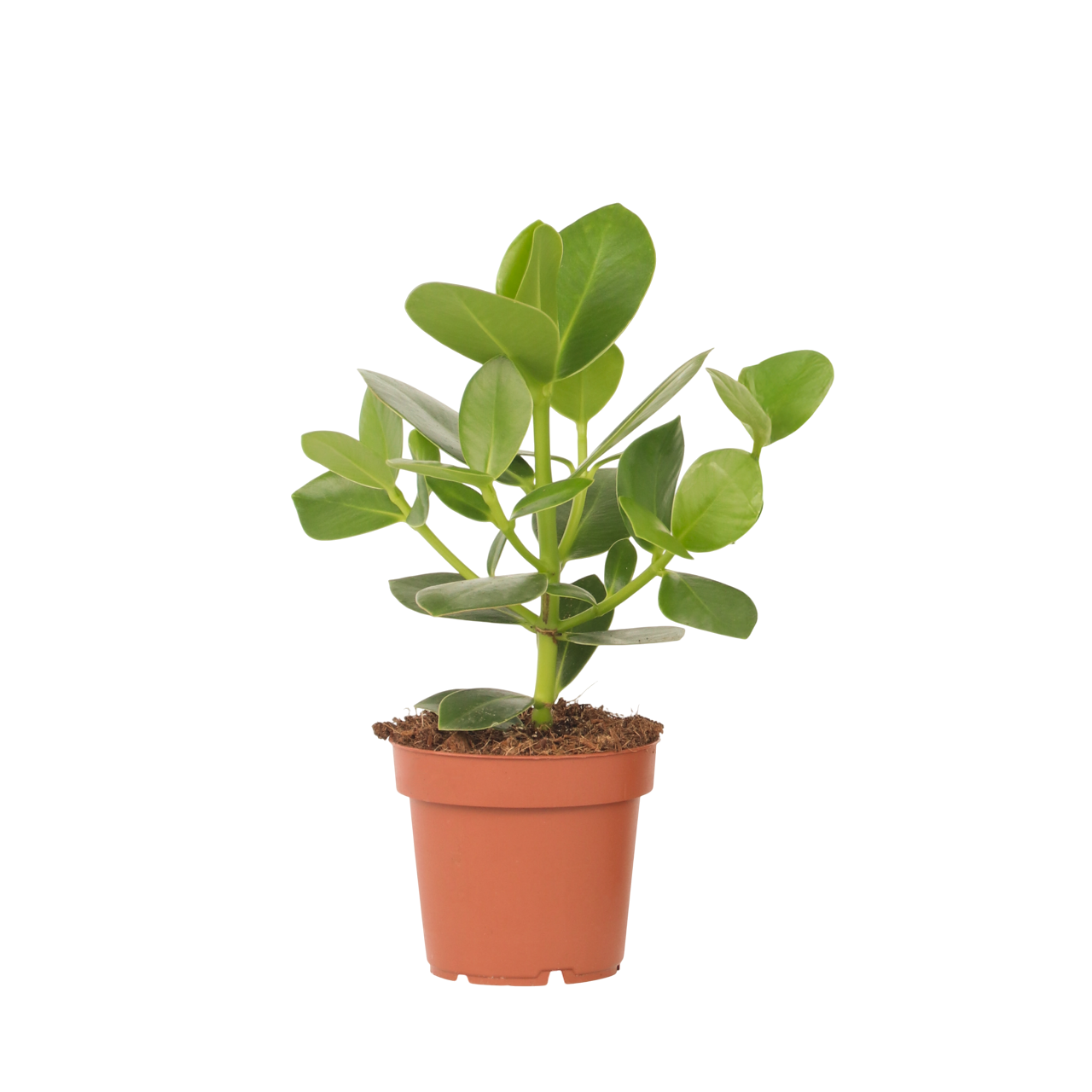 Copey rosado - Clusia rosea 'Princess' - Altura 25-35cm - ⌀12cm | Leroy ...