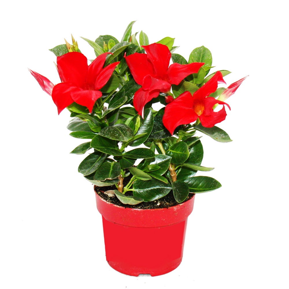Dipladenia - Gelsomino del Cile - vaso da 10 cm - set di 3 piante - mix di colori - 3