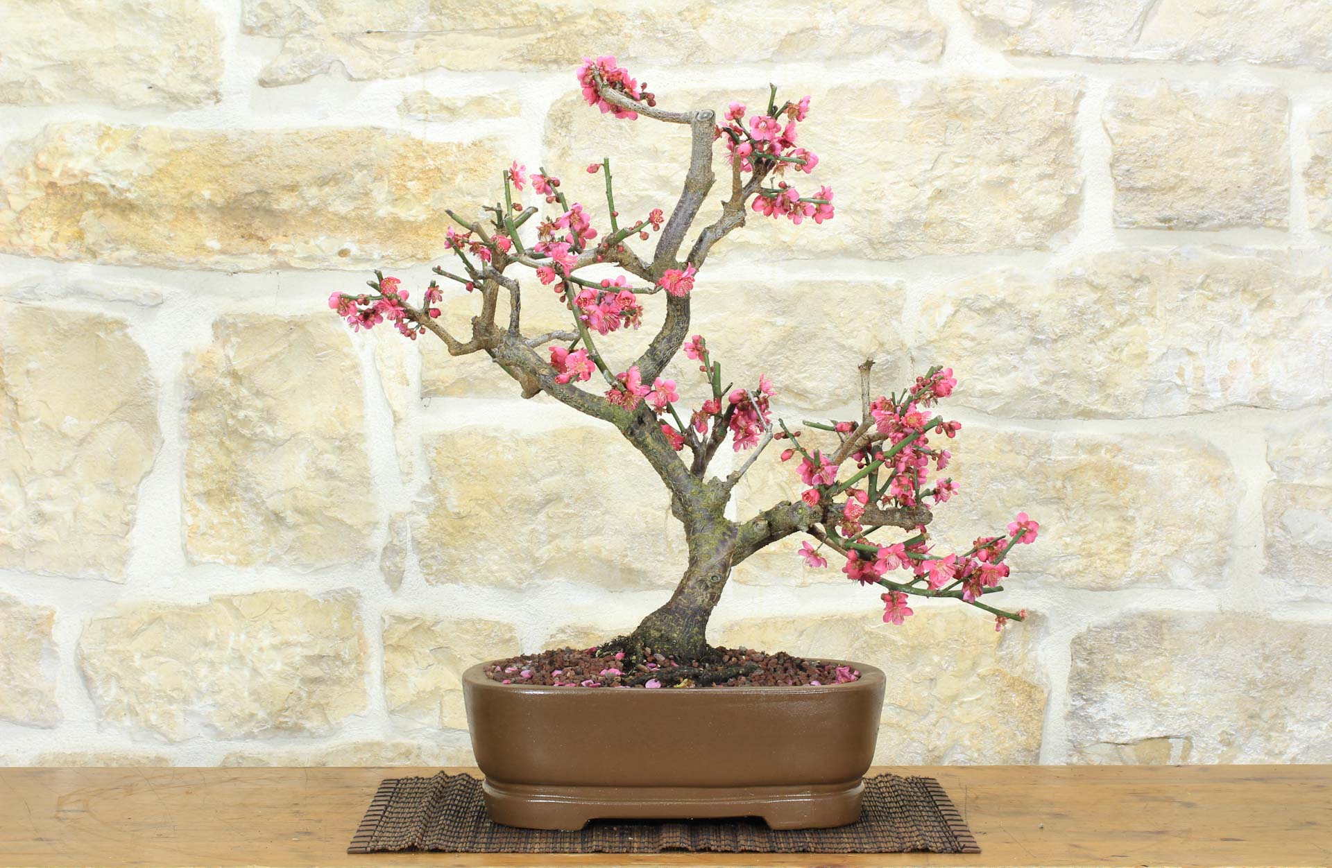 Bonsai di Prunus Mume (10) | Leroy Merlin
