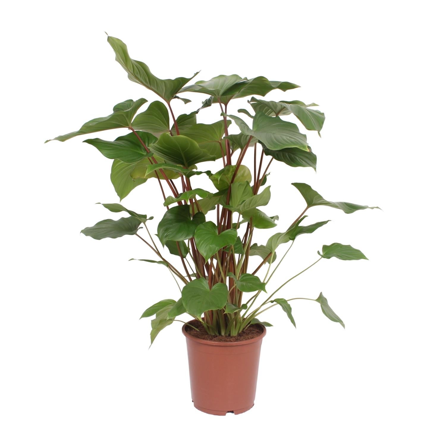 Homalomena Rubescens Maggy - Roślina doniczkowa egzotyczna - Doniczka Ø24cm - Wysokość 90cm