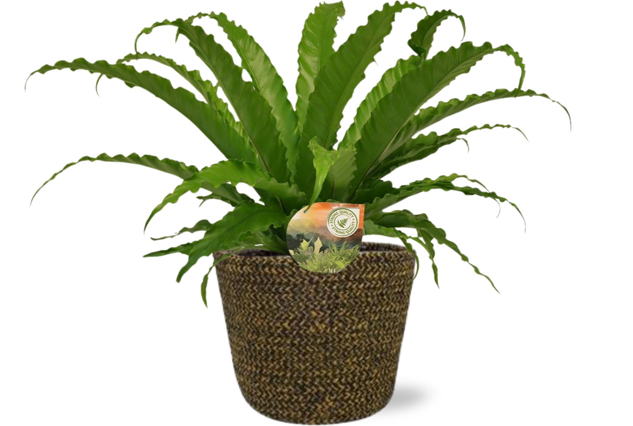 Asplenium Osaka Ø17 cm wysokość 40 cm z doniczką Selin czarną Ø18x16 cm – Roślina ozdobna do wnętrz