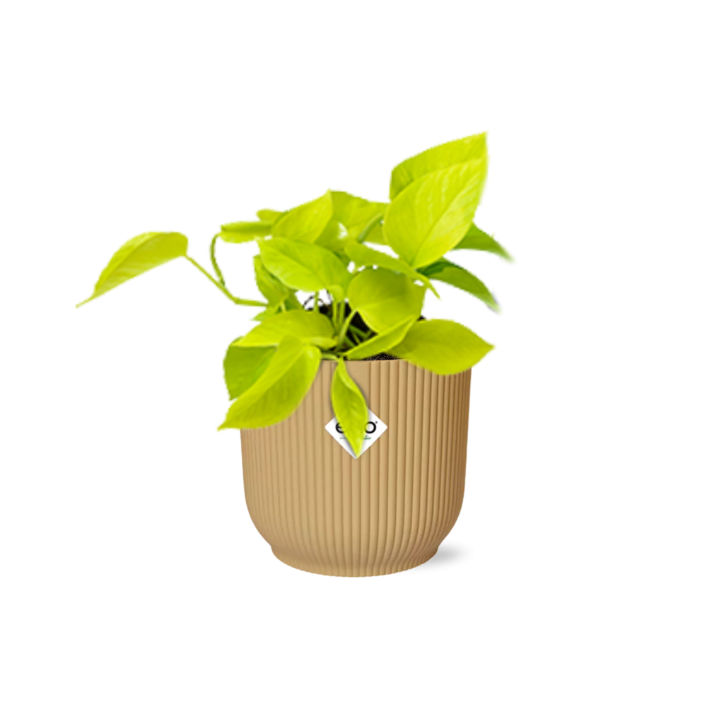 Epipremnum Pinnatum ‘Golden Pothos’ w doniczce ELHO Vibes Fold Ø14cm żółtej – Roślina oczyszczająca powietrze