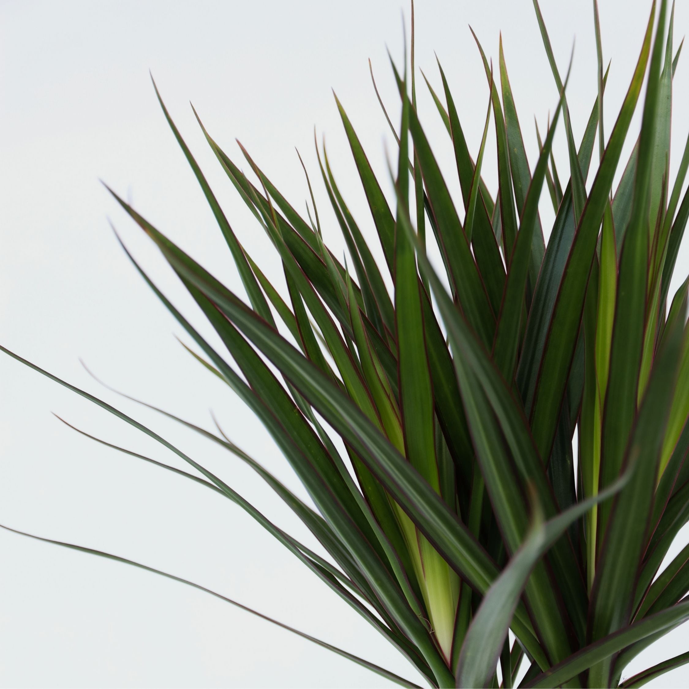 Dragonnier - Dracaena marginata - Hauteur 70-80cm - ⌀17cm - 4