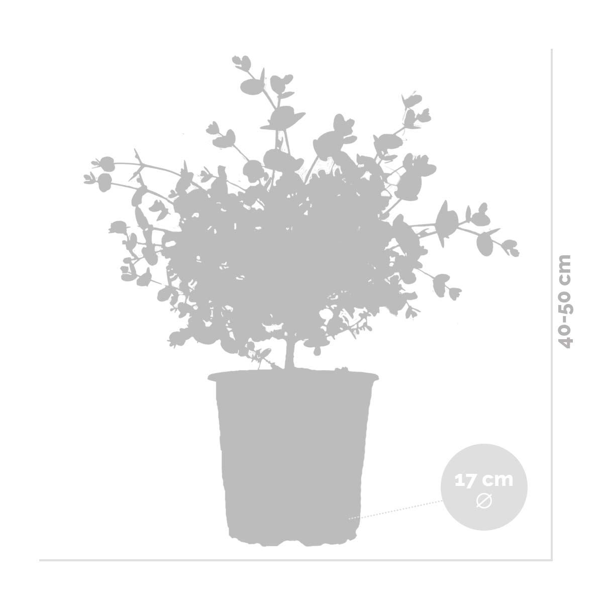 Eucalyptus gunnii - Gommier - Arbuste - Persistant - Hauteur 40-50 cm - 5