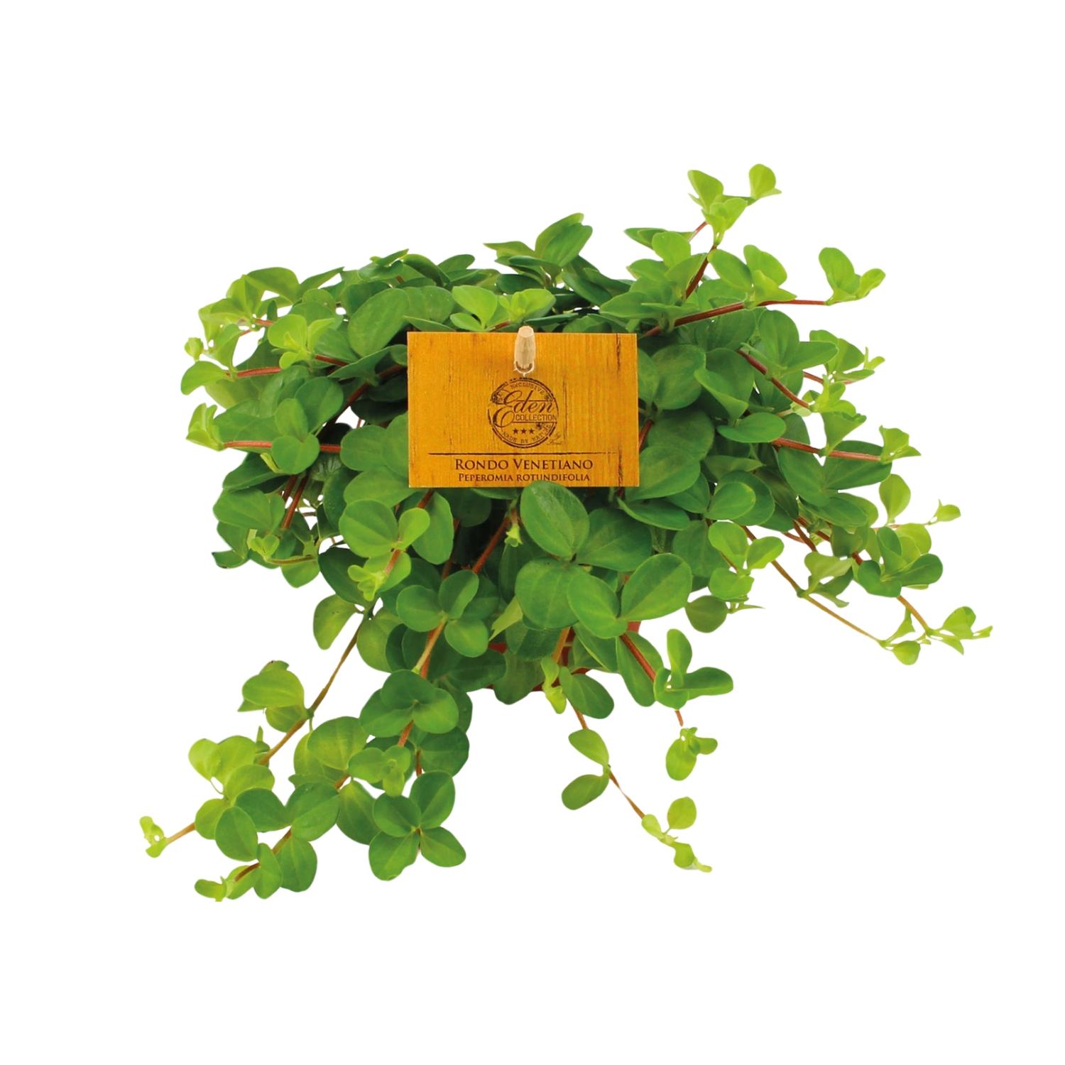 Peperomia Rotundifolia - Elegancka roślina doniczkowa - Doniczka Ø11cm - Wysokość 15cm