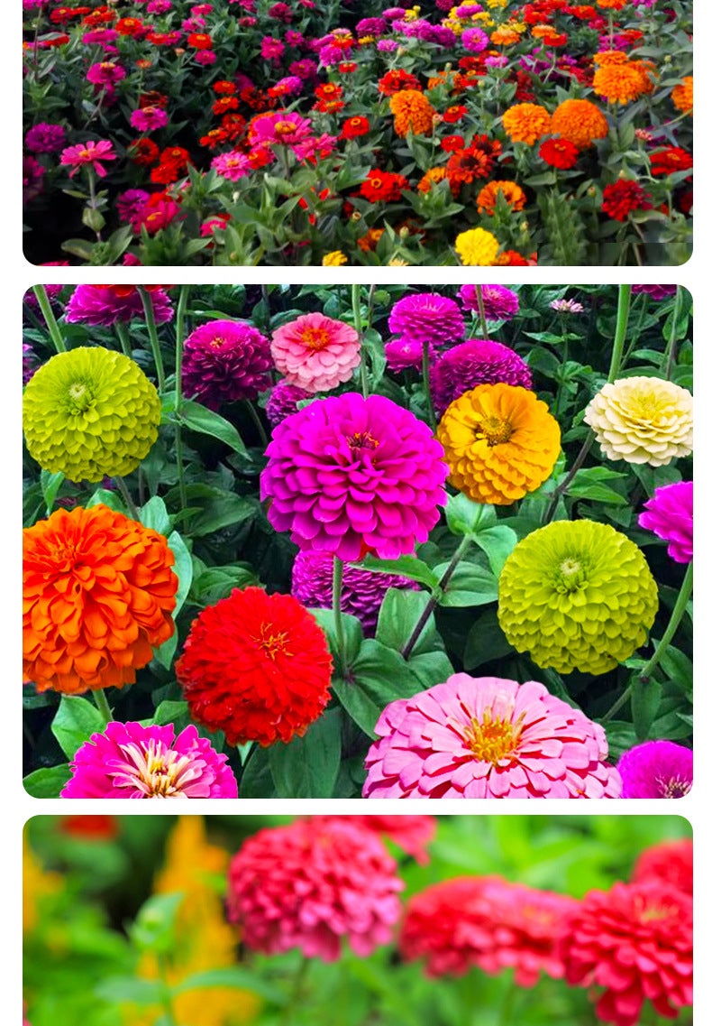 1000 graines de zinnia,graines de fleurs,floraison en pot,taux de germination élevé,idéal pour la culture en intérieur et au jardin(rouge)-SIENTICE - 2