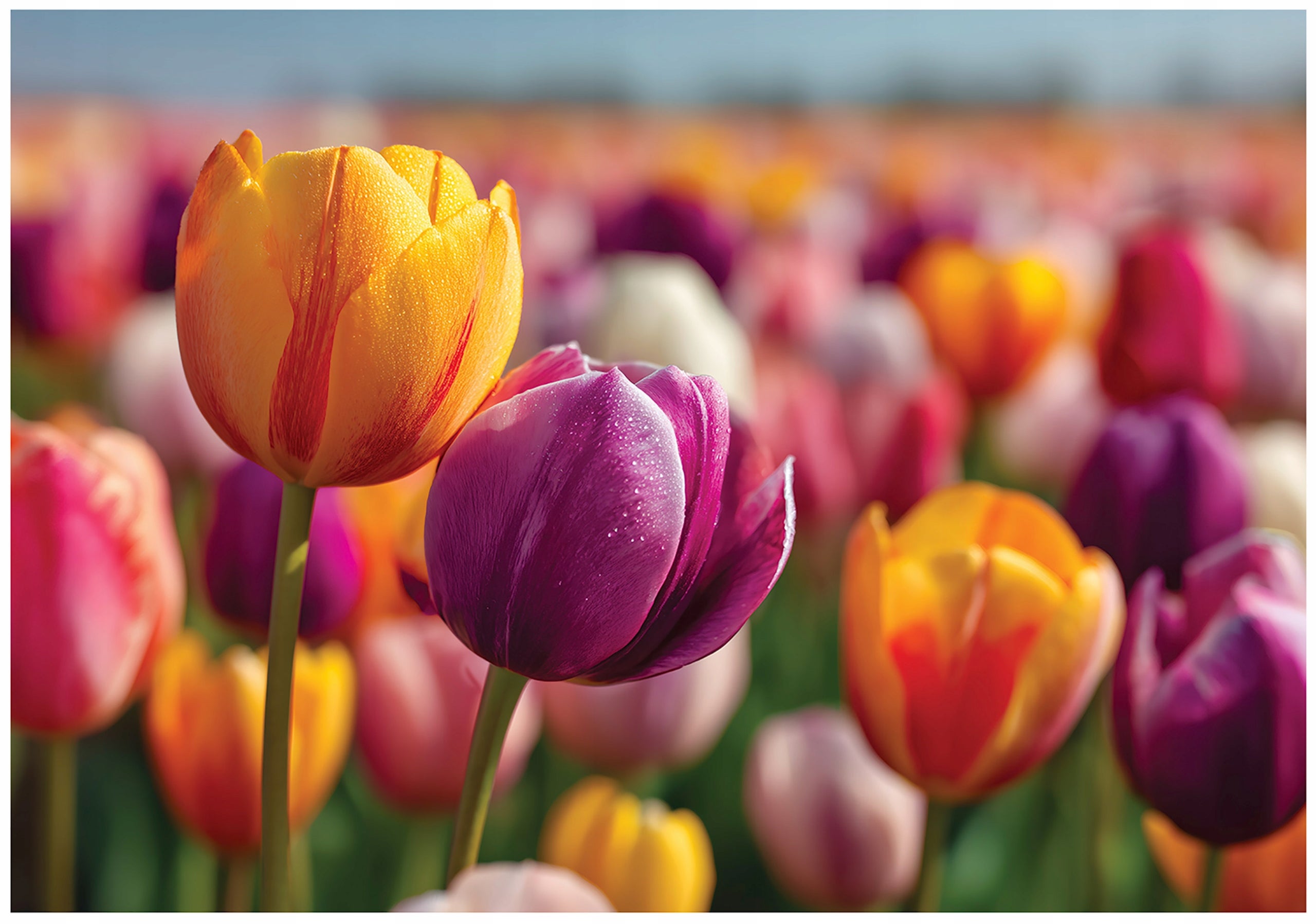 Fototapeta Kwiaty Tulipany Natura 350x250 cm Tapeta Do Sypialni Salonu Kuchni Na Flizelinie