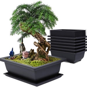 micro bonsai pots Complete Mini Bonsai Starter Kit
