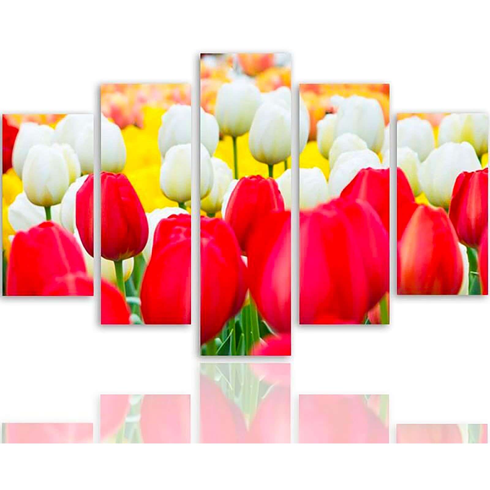 Signification des tulipes - Guide pratique des couleurs des fleurs tulipes