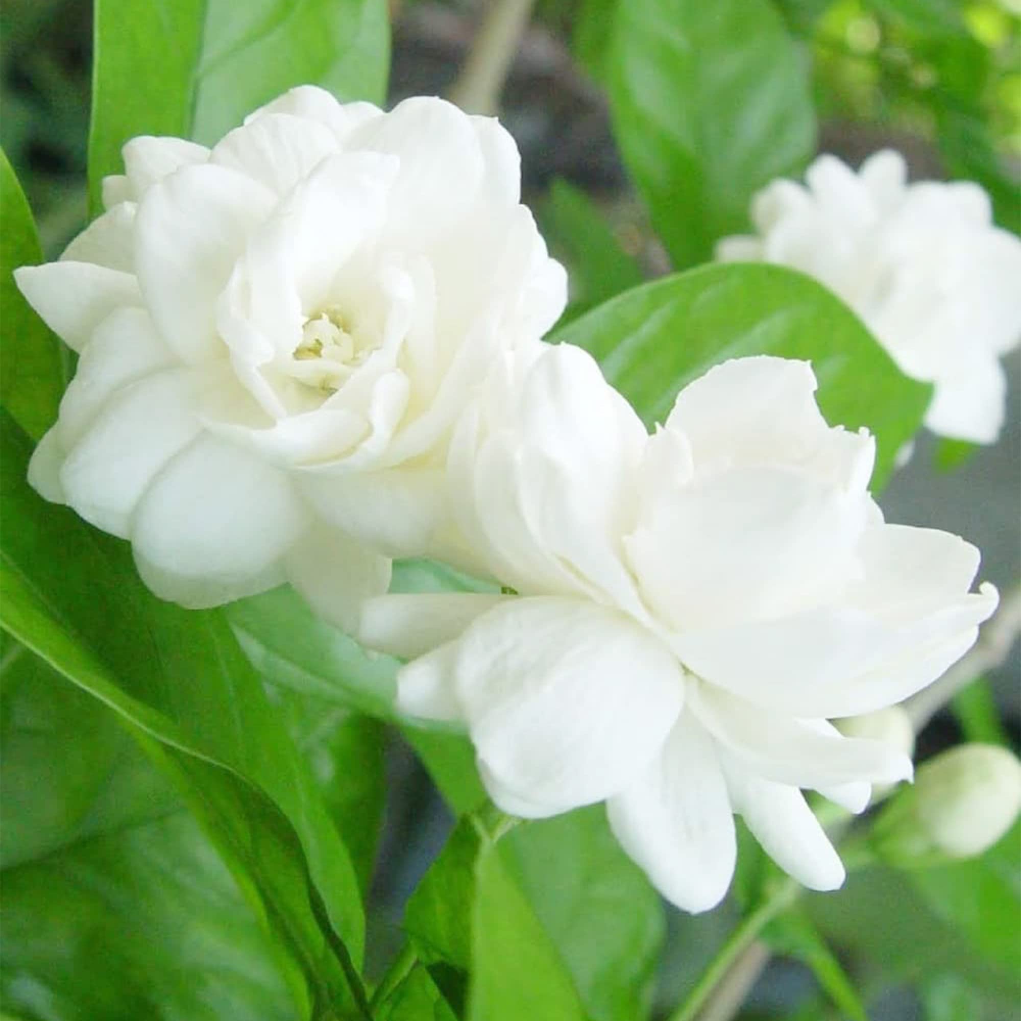 200 graines de jasmin à fleurs doubles, une variété de jasmin de Sabah, idéale pour les jardins et les balcons. - 4