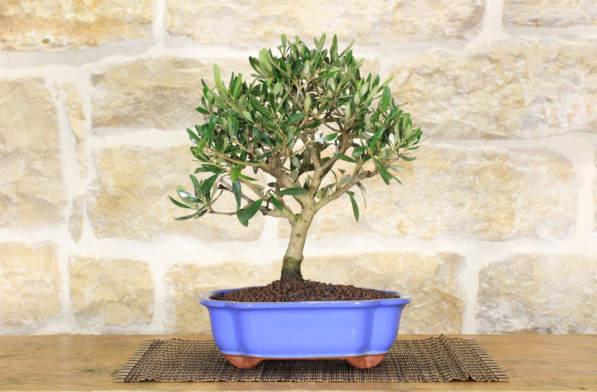 Bonsai di Olivo in vaso a nuvola azzurro | Leroy Merlin
