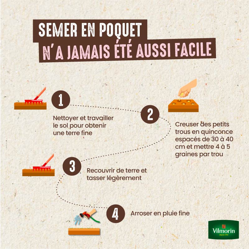 Haricot Nain Vert Gourmandel - 10 m - 5