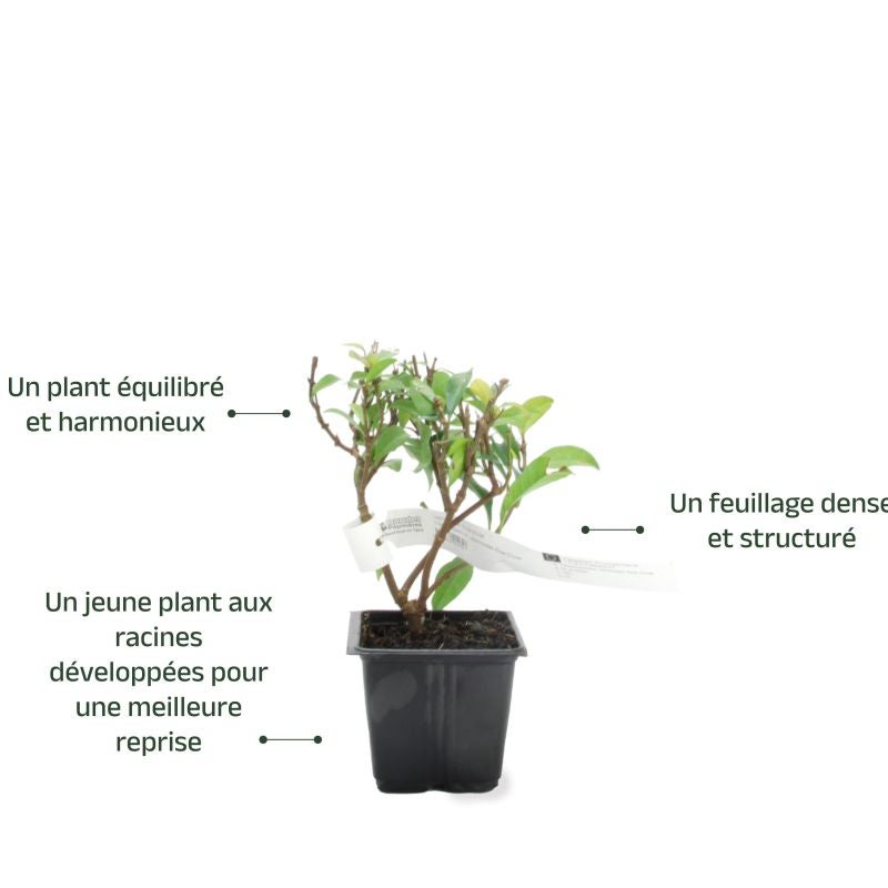 Jasmin Étoilé 'Rose d'Inde' (Trachelospermum Jasminoides) - Godet - Taille 13/25cm - Pépinières Naudet - 3