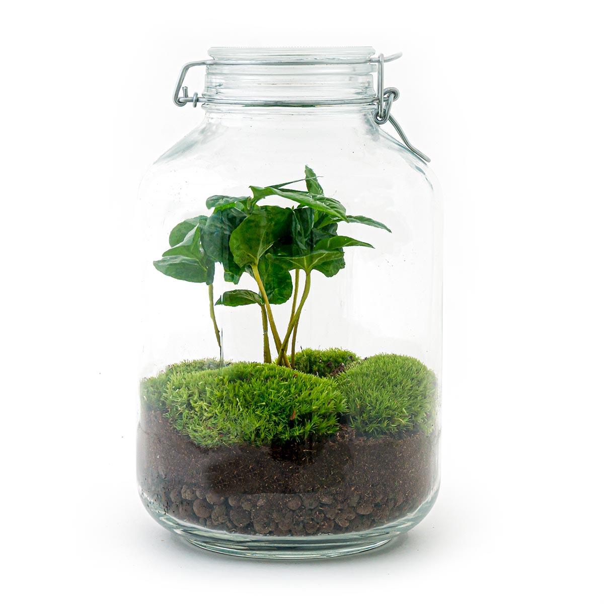 Terrário DIY Coffea Arabica 28 cm – Jardim em garrafa autossuficiente com planta de café e musgo verde - 2