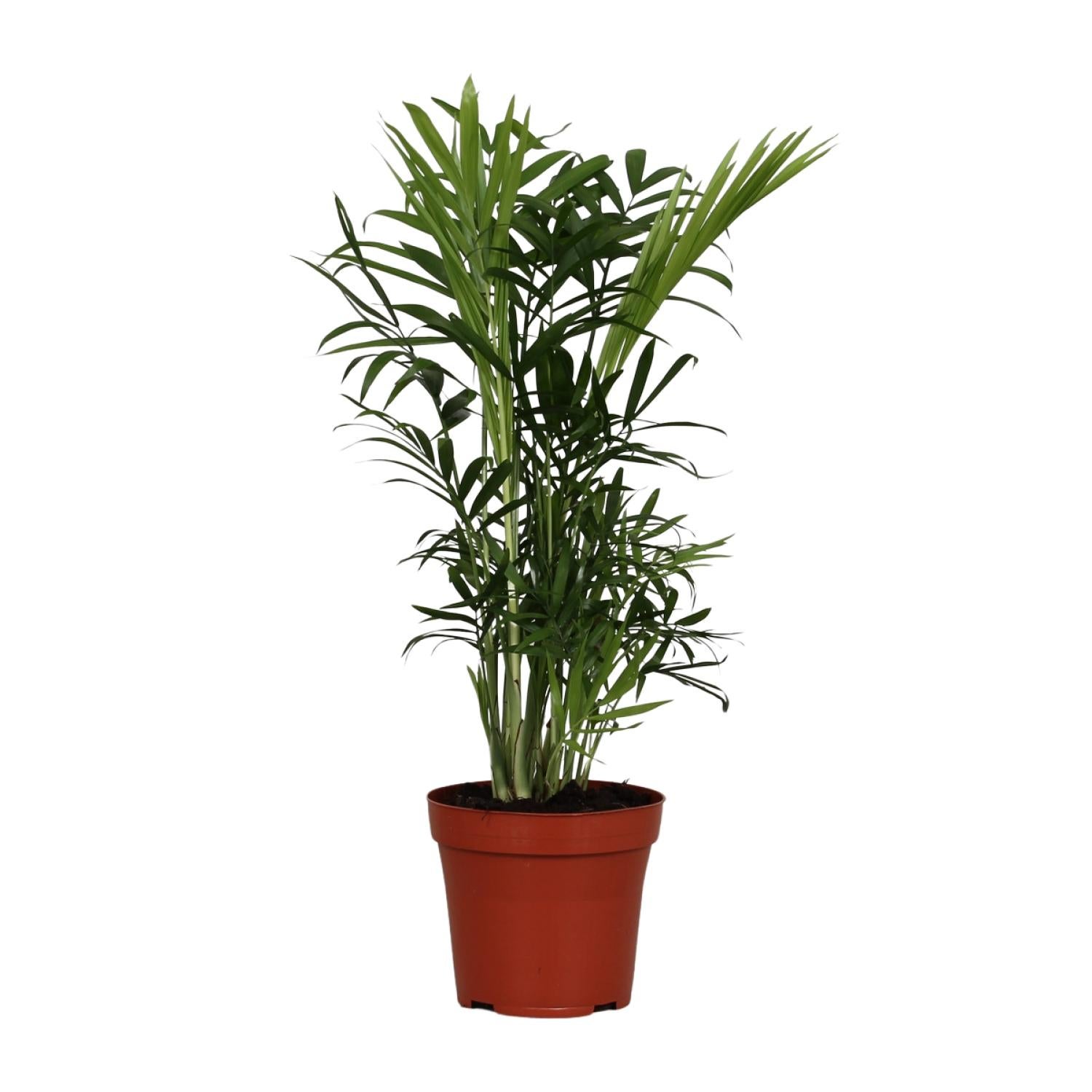 Chamaedorea Elegans Ø12cm Wysokość 40cm - Palma doniczkowa łatwa w pielęgnacji