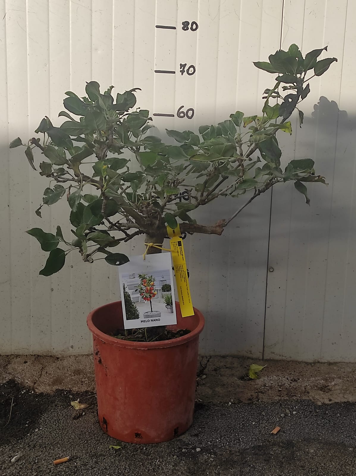 Melo nano 70cm foto reali pianta da frutto, nano, pianta da vaso - 2