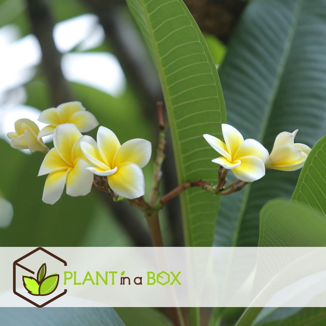 Frangipanier hawaii - Plumeria rubra 'Blanc' - Hauteur 55-70cm - ⌀17cm - 5