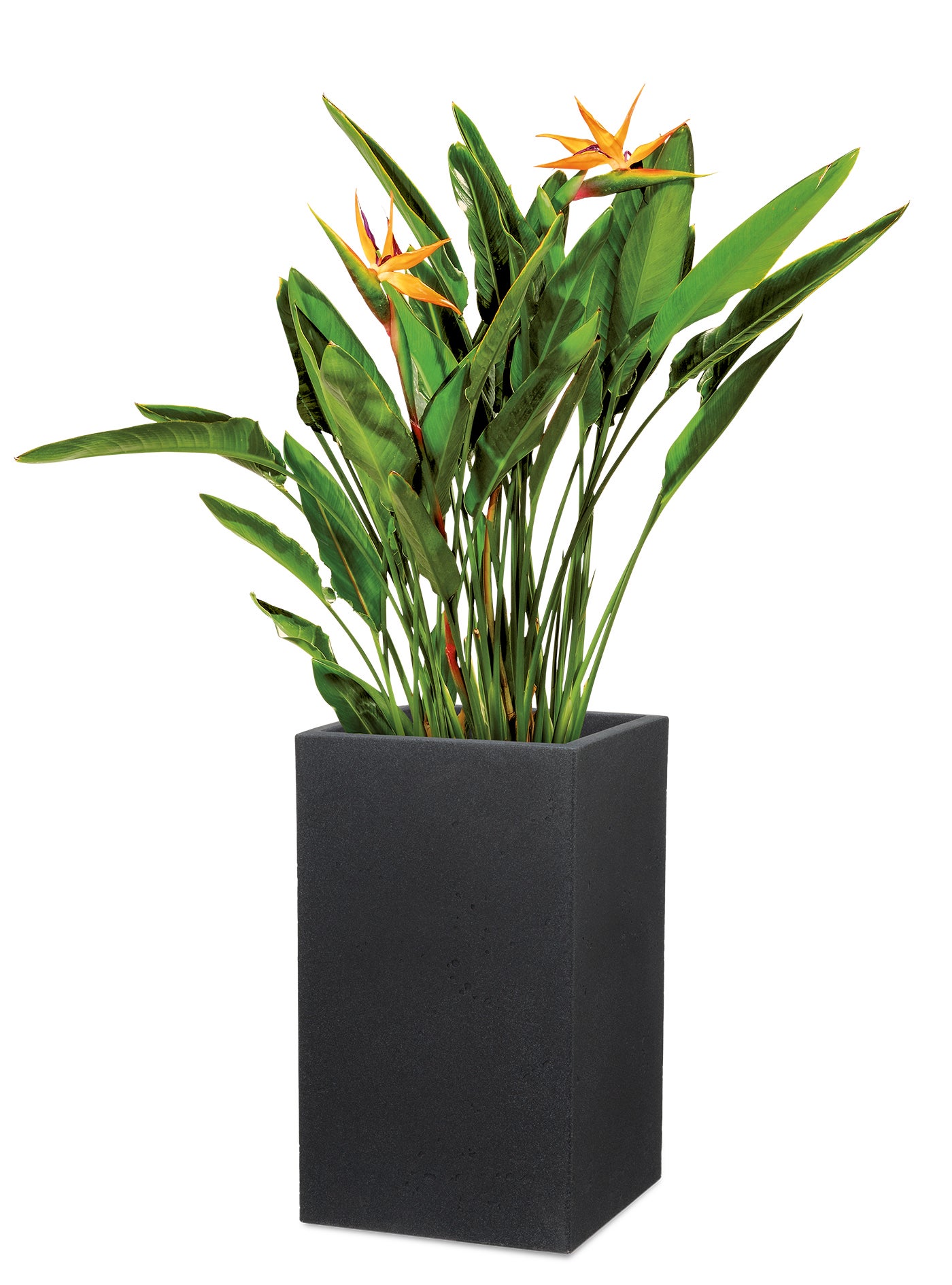 Scheurich C-Cube High 54, vase/pot à fleurs/jardinière, carré, coloris: Stony Black, fabriqué avec du plastique recyclé, pour l’extérieur - 3