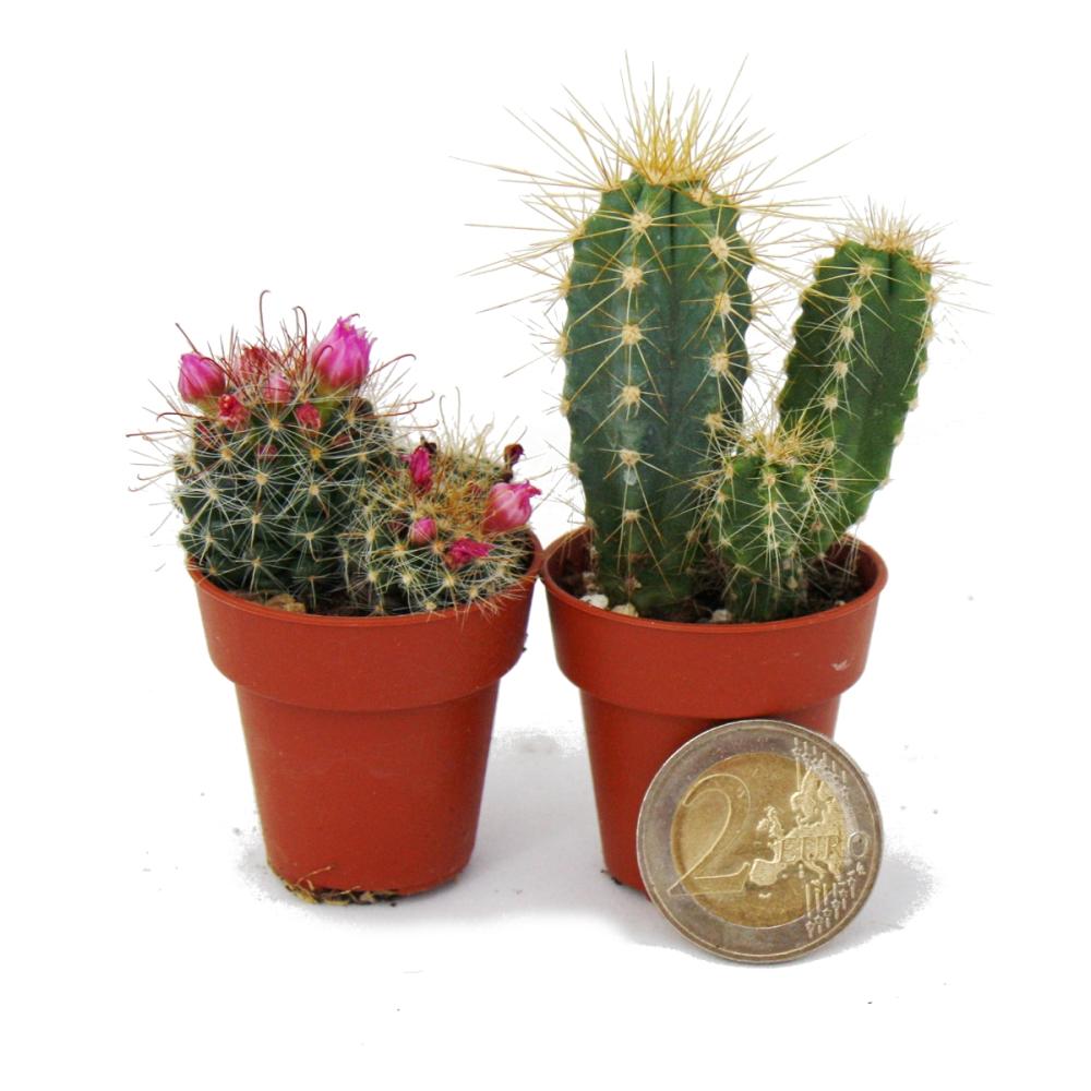 Mini cactus et succulents - Lot de 20 plantes - 3