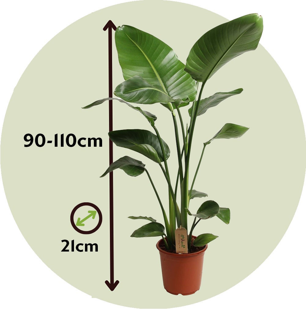 Oiseau de paradis - Strelitzia nicolai - Hauteur 90-110cm - ⌀21cm - 2