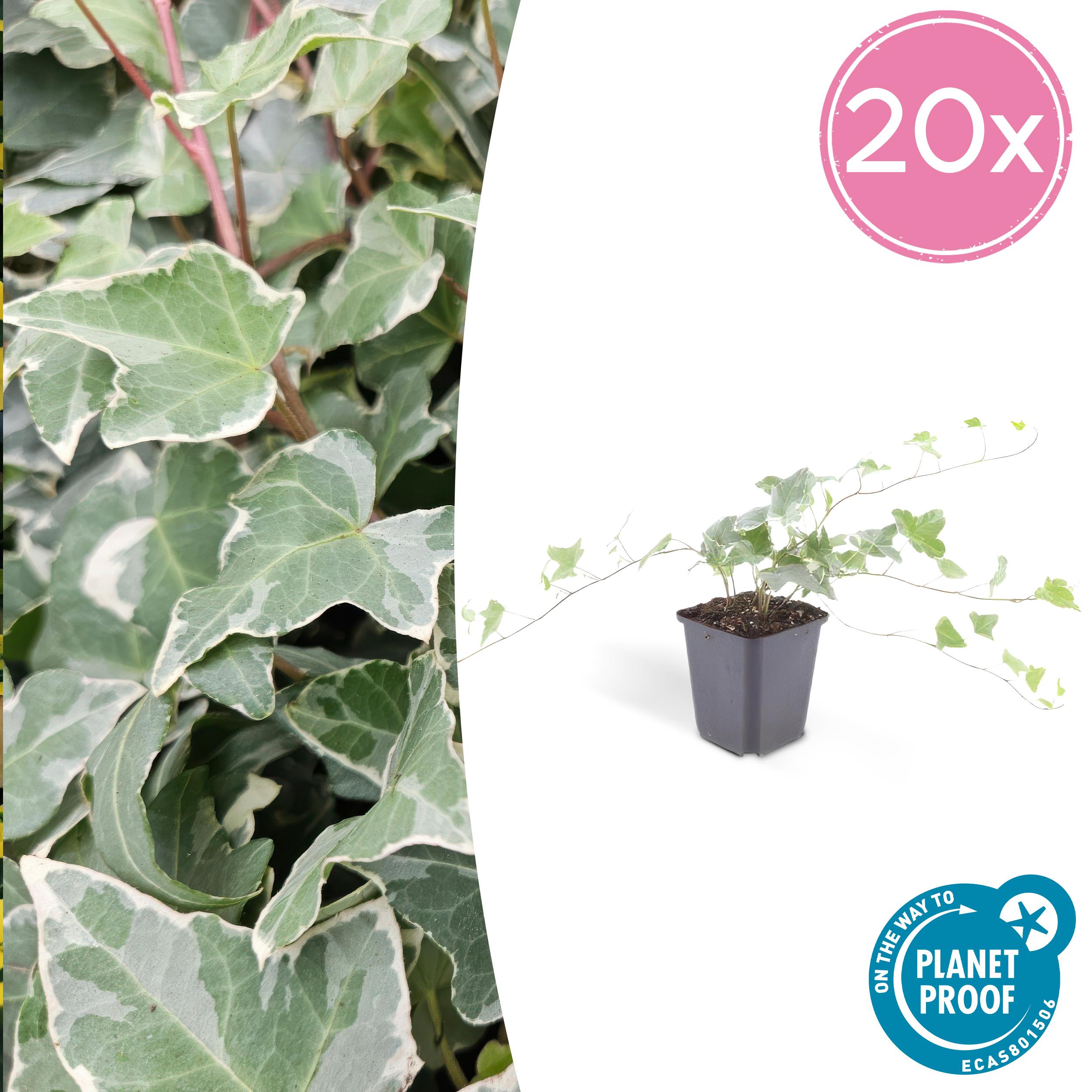Bloomique - Hedera Helix - Hiedra De Hoja Pequeña - Perenne