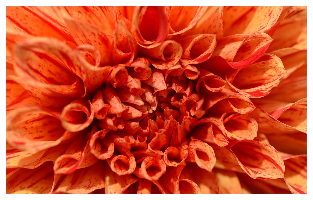 DALIA NANA ORANGE PIGMY - ARANCIONE - Franchi Sementi
