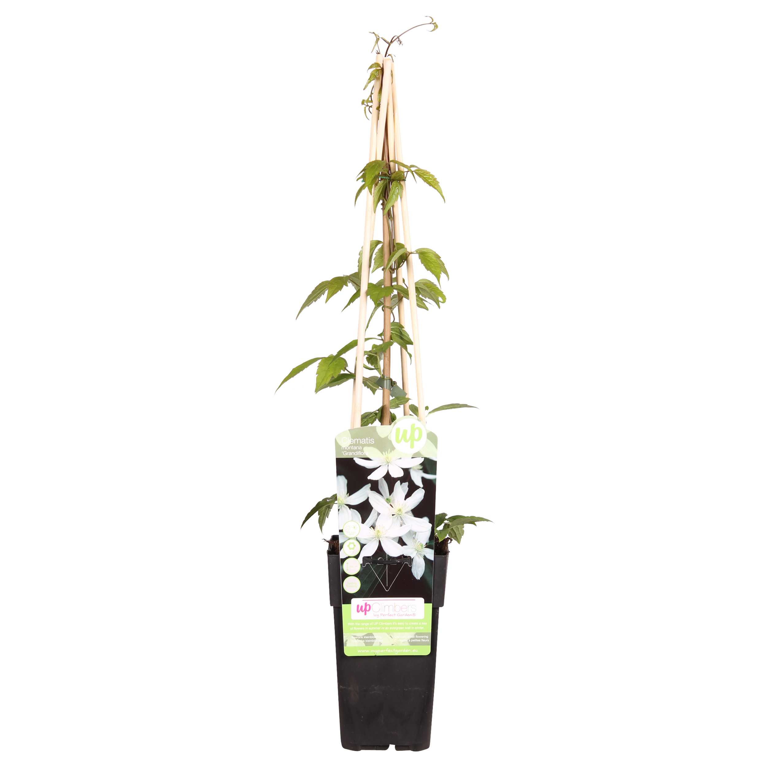 Clematis Montana 'Grandiflora' - Pachnące białe pnącze - ?65cm - ?15cm