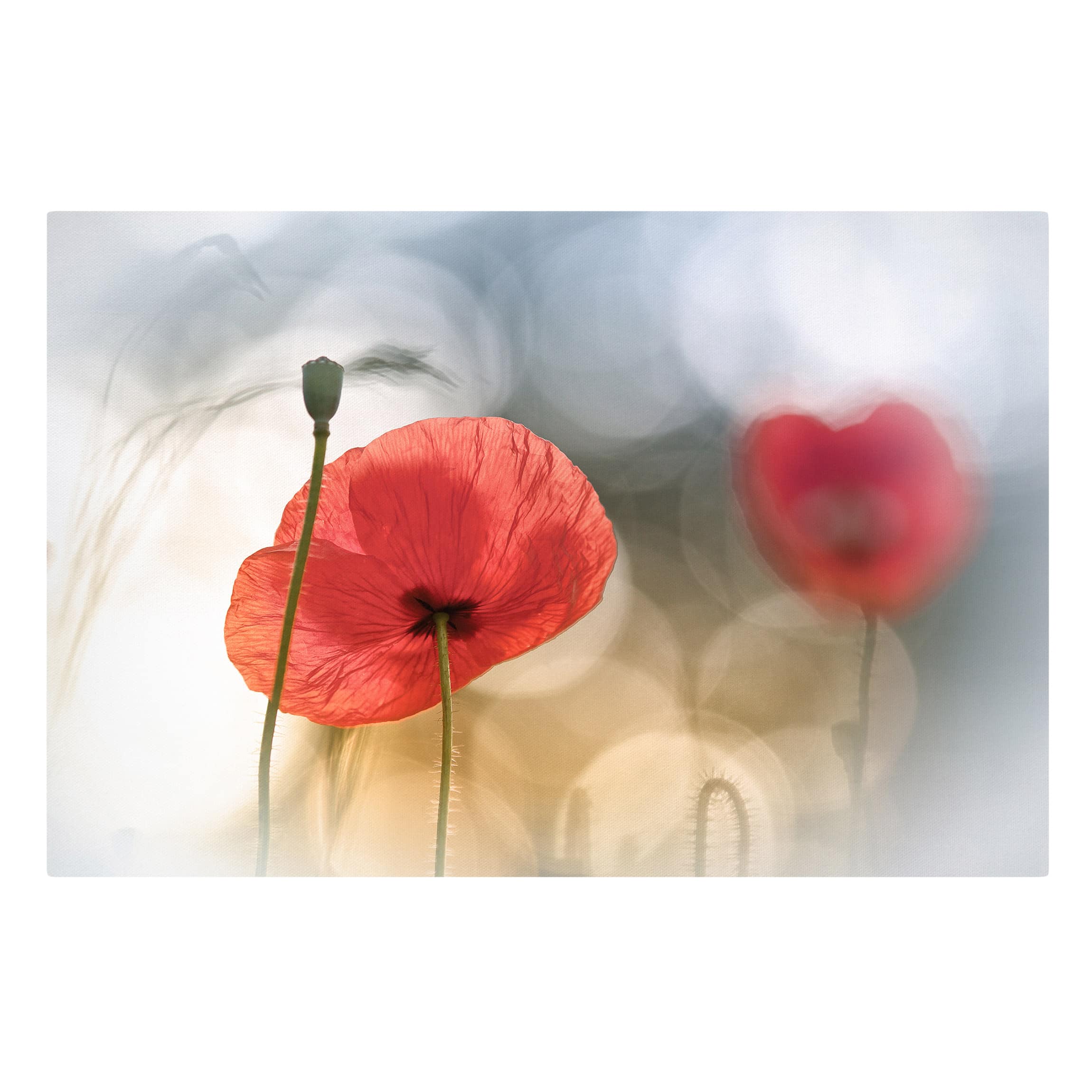 Impression sur toile tableau sur toile châssis rouge botanique fleur coquelicot 218 cuisine chambre à coucher salon couloir 90 x 60 cm - 5