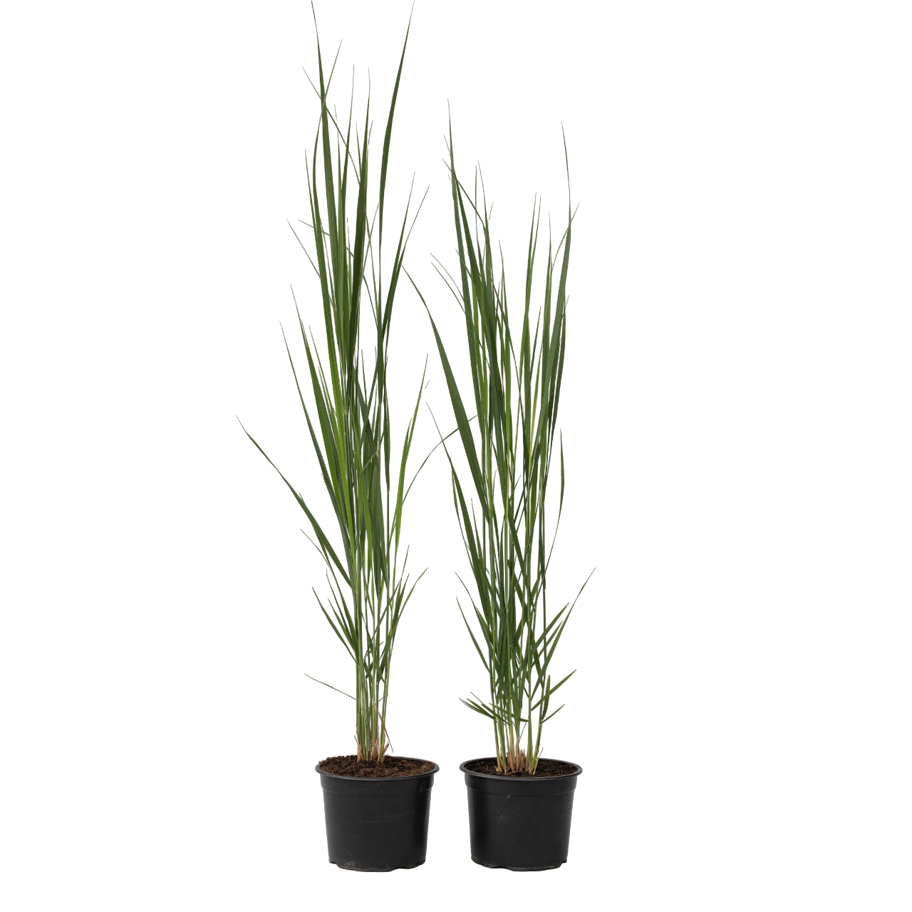 Panic érigé - Set de 2 - Panicum virgatum 'Northwind' - Hauteur 40-60cm ...