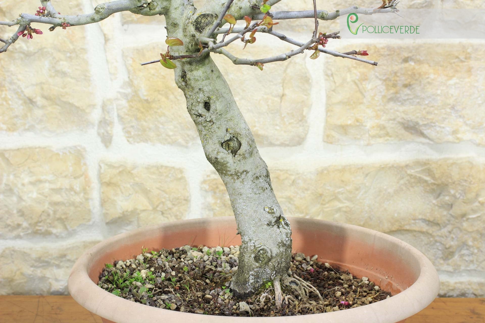 Pre bonsai di Cercis - Albero di Giuda (2) - 5