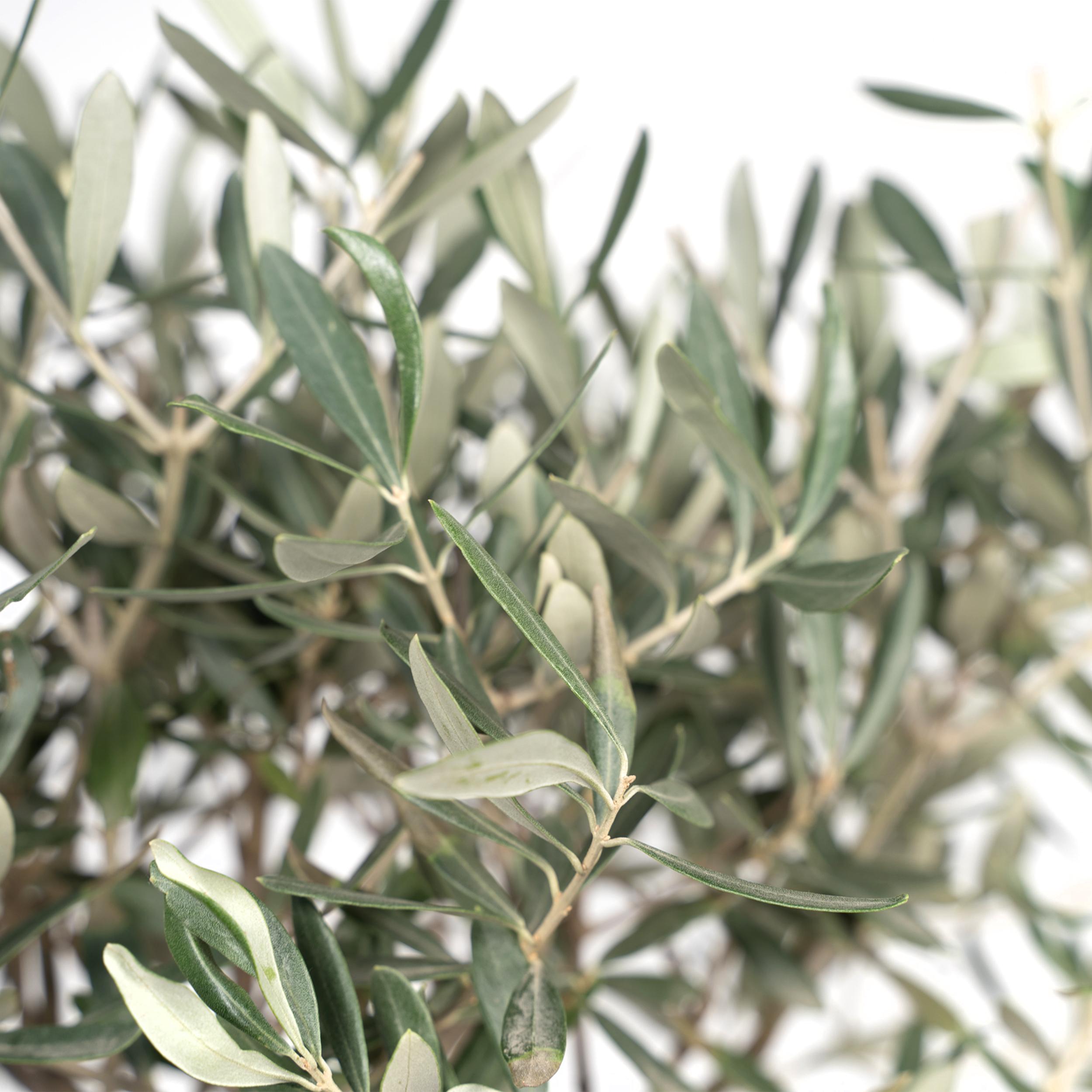 Olea Europaea - Olivier standard à feuillage argenté - Hauteur 90cm - Pot Ø19cm - 3