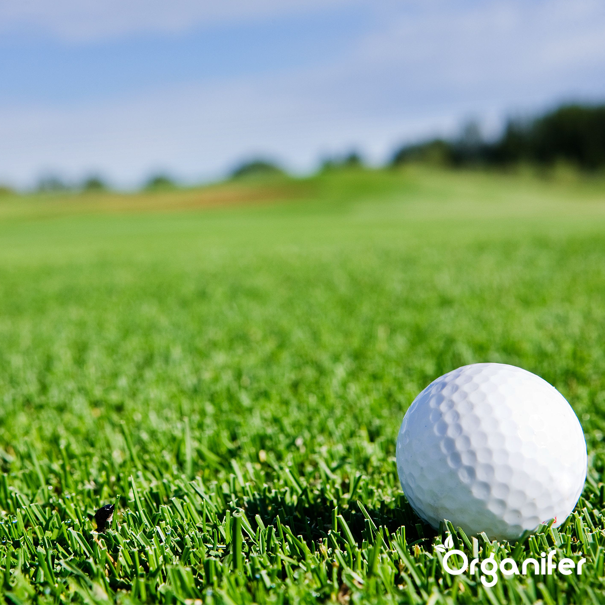 Topdressing Pour Gazon - Mix Avec Mycorhizes Et Rhizobactéries - 50 Litres Pour 50 M2 - Organifer - 6