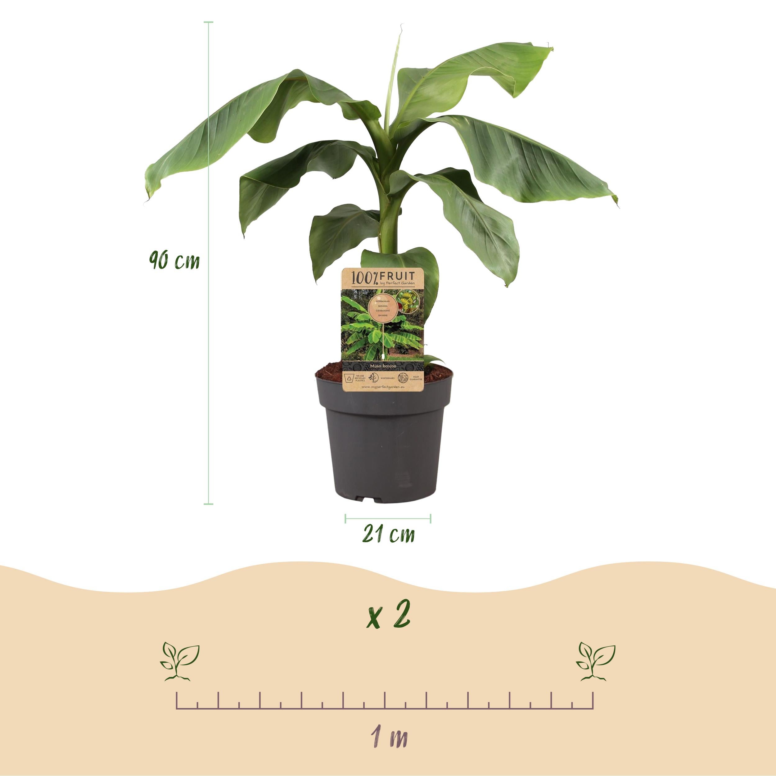 Musa Basjoo – Banana giapponese resistente – Pianta da frutto – Vaso 21 cm – Altezza 70-90 cm - 3