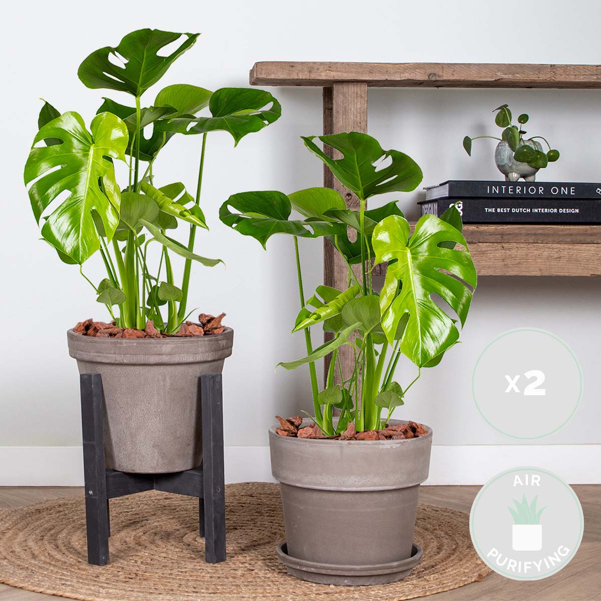 Lot de 2 - Monstera Deliciosa - Monstera - Dépolluante - H. 50-60 cm - P. 17 cm - 2