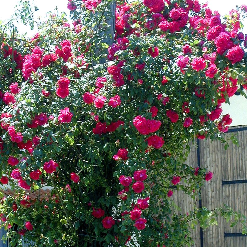 Rosier grimpant 'Excelsa' (Rosa 'Excelsa') Racines nues Grimpant 60 — free download