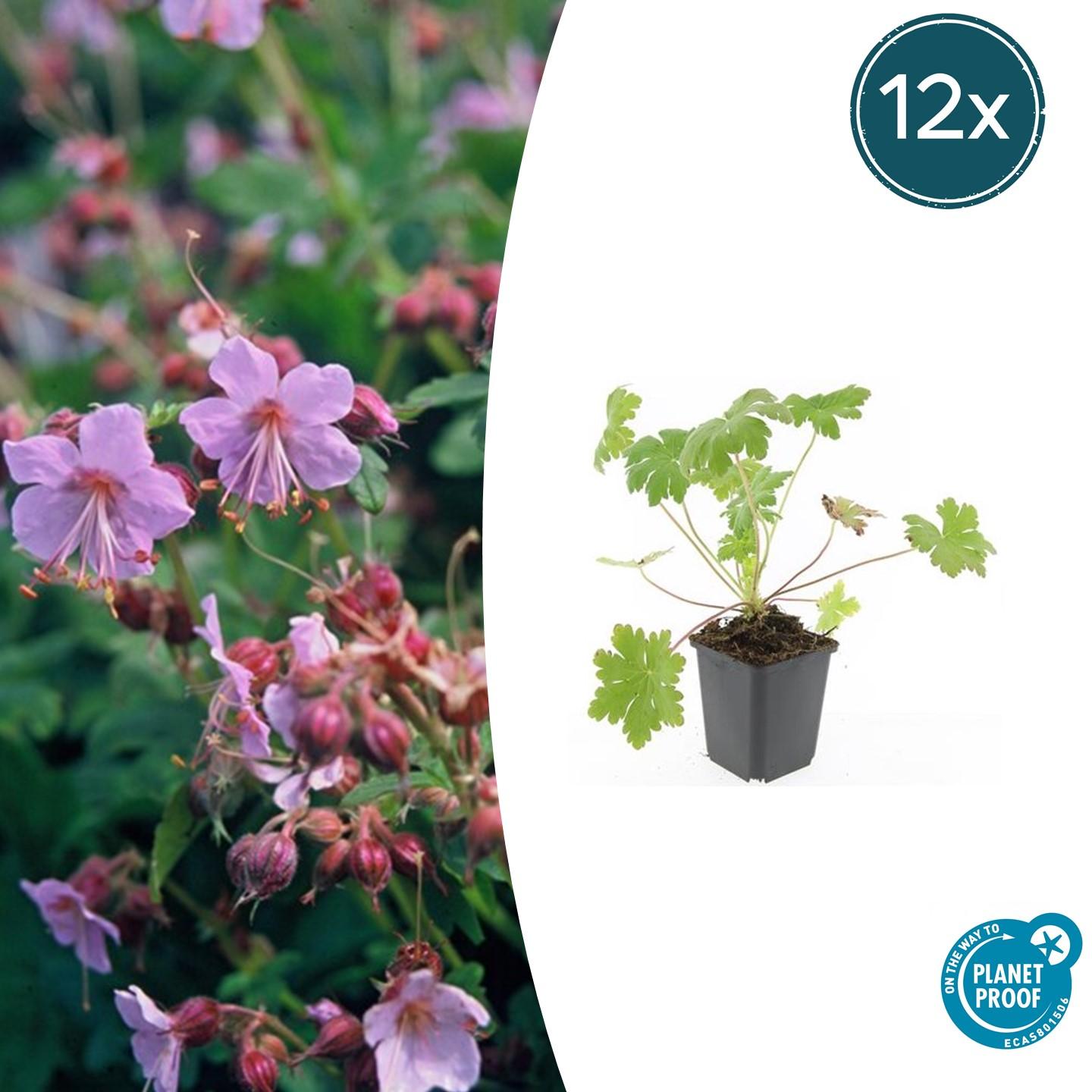 12x Géranium macrorrhizum 'Ingwersen's Var.' – 10-25 cm – Ø9 cm ...
