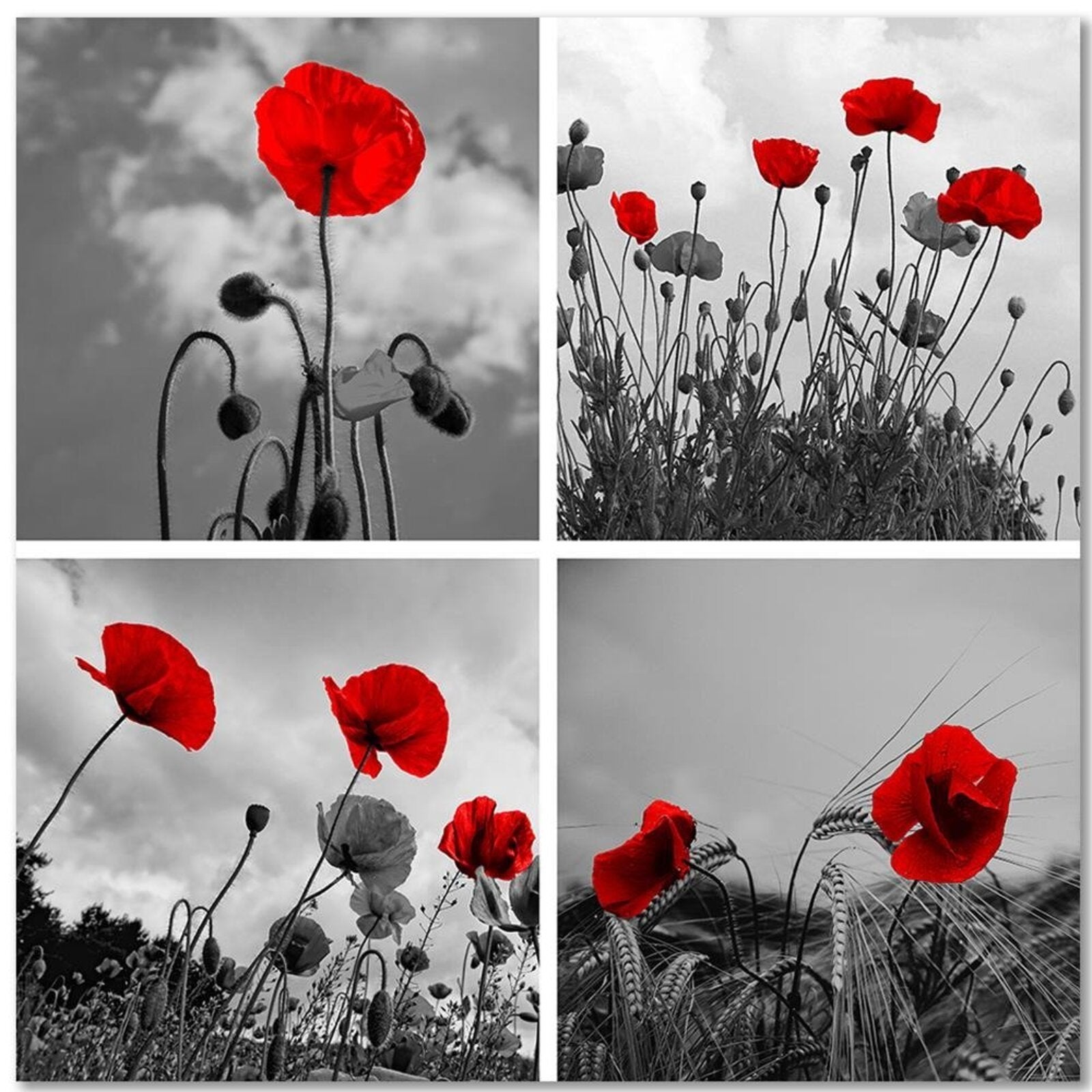Tableau coquelicots rouges - 40 x 40 cm - 2