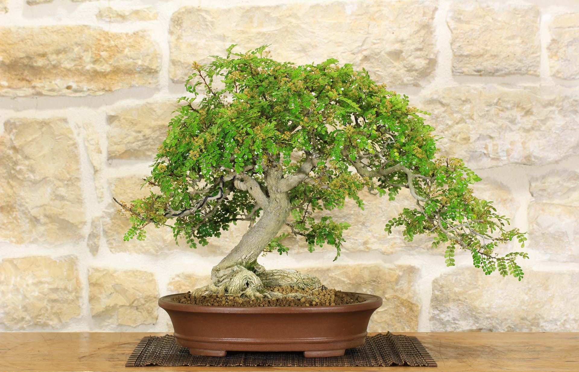 Bonsai di Pepper (66) | Leroy Merlin