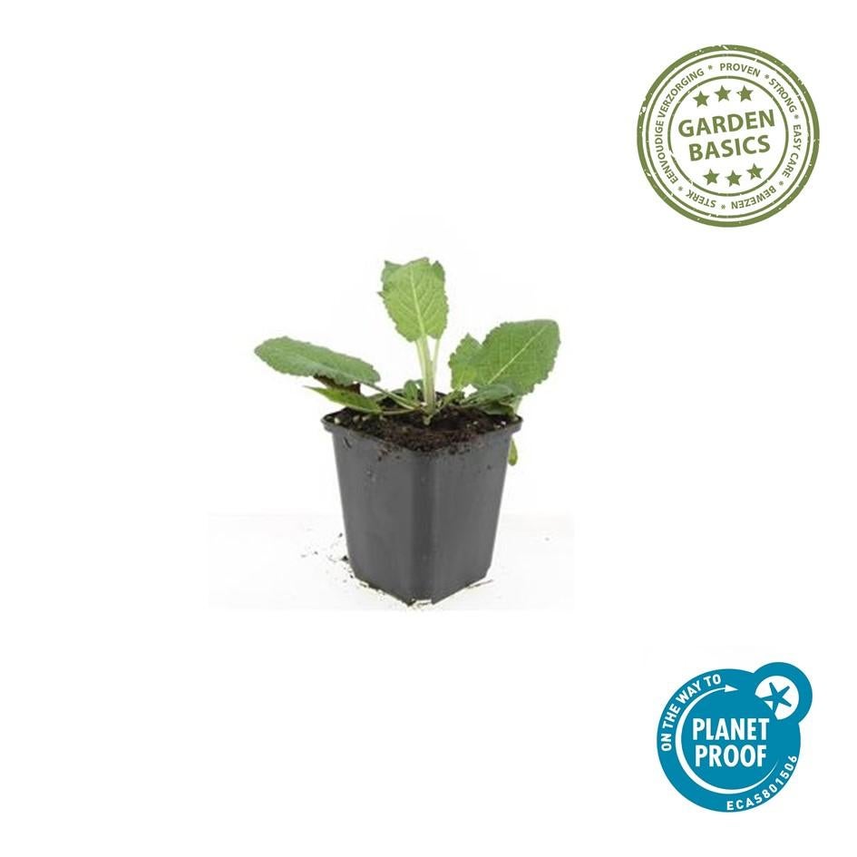 Salvia nemorosa 'Caradonna', 10-25 cm de hauteur, 9 cm Ø– MOSELOTA Green - 2