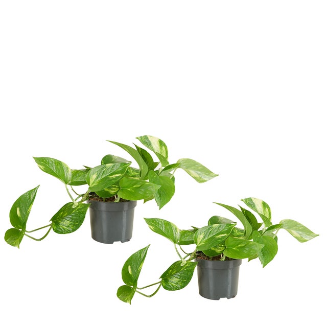 Lot de 2 - Scindapsus Aureum - Pothos doré - Plante suspendue - Hauteur 10-20 cm - Pot 12 cm