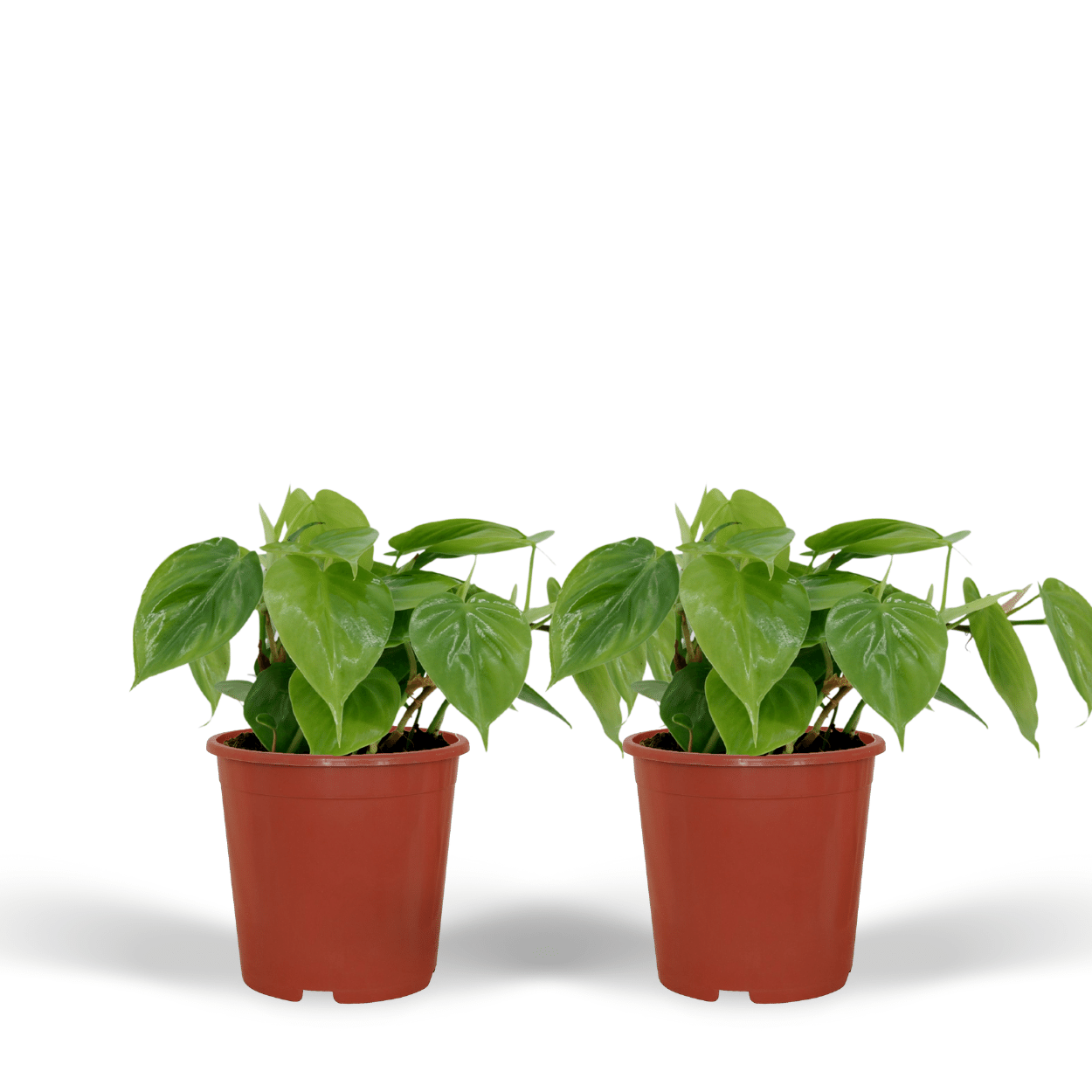 2x Philodendron Scandens - Roślina pnąca 5cm - Liście sercowate