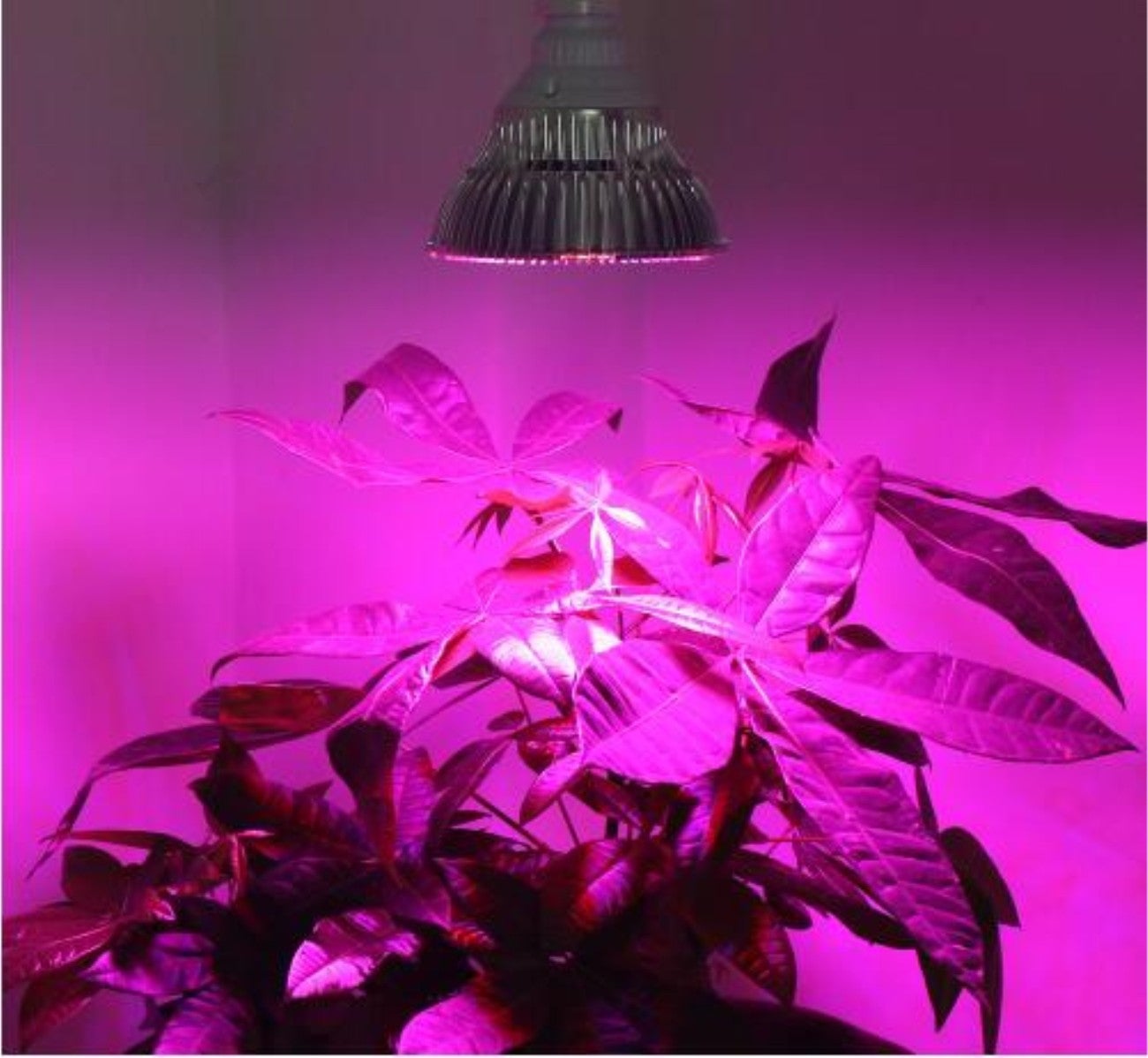 2pcs 28LED Full Spectrum Grow Light E27 lâmpada para plantas lâmpadas de plantas de interior - 4